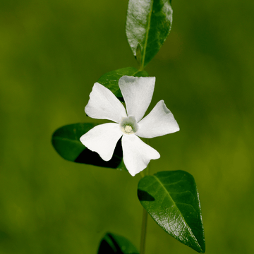 Vinca minor Alba - Petite pervenche blanche