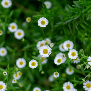 Vergerette de Karvinsky - Erigeron karvinskianus 'Blütenmeer'
