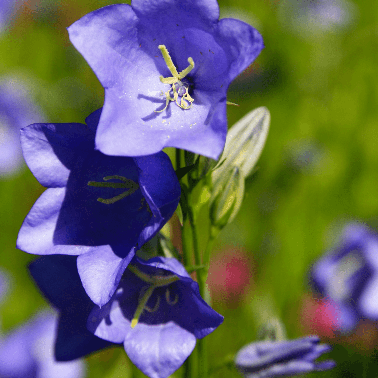 Campanule de Perse Bleue - Campanula Persiciflia Blue - FLEURANDIE