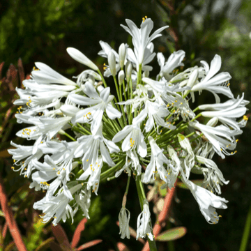 Agapanthe d'Afrique blanche - Agapanthus umbellatus 'Alba'