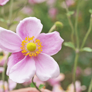 Anémone du Japon 'September Charm' - Anemone hupehensis 'September Charm'