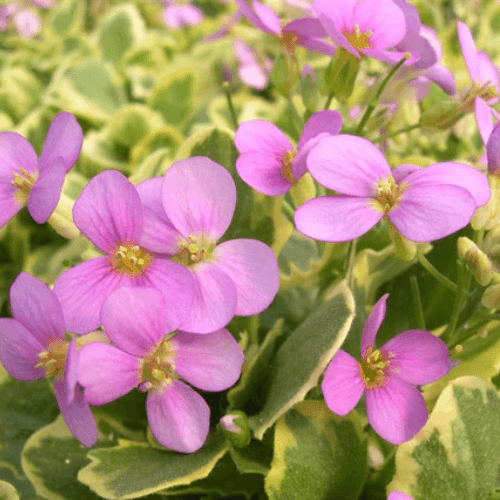 Arabette du Caucase 'Rosea' - Arabis caucasica 'Rosea' - FLEURANDIE