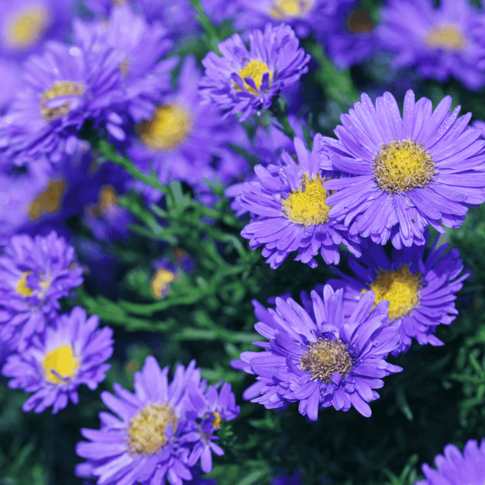 Aster des Alpes 'Goliath' - Aster alpinus 'Goliath' - FLEURANDIE