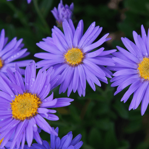 Aster des Alpes 'Goliath' - Aster alpinus 'Goliath' - FLEURANDIE