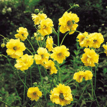 Benoîte 'Lady Stratheden' - Geum chiloense 'Lady Stratheden'