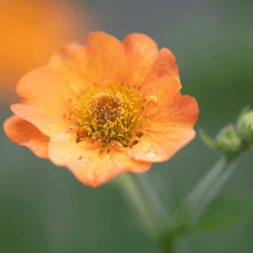 Benoîte orange vif - Geum chiloense cooky