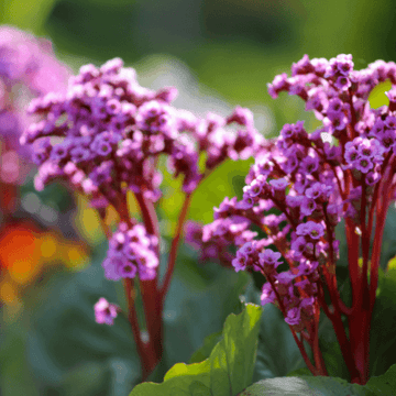 Bergénia à feuilles cordées - Bergenia cordifolia