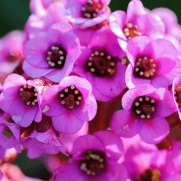 Bergénia à feuilles cordées - Bergenia cordifolia