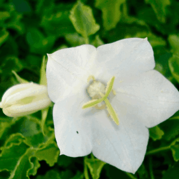 Campanule des Carpates Blanche - Campanula carpatica 'Alba'