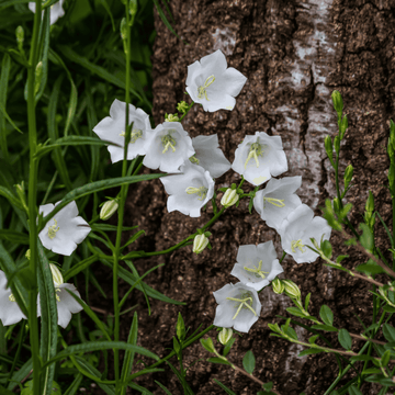 Campanule des Carpates Blanche - Campanula carpatica 'Alba'