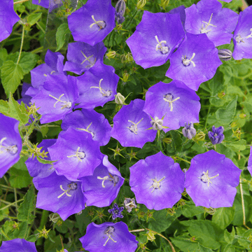 Campanule des Carpates Bleue - Campanula carpatica blue