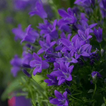 Campanule des murailles - Campanula muralis