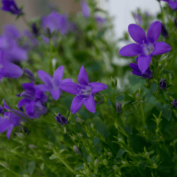 Campanule des murailles - Campanula muralis