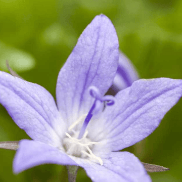 Campanule des murets bleue - Campanula poscharskyana 'Blauranke'