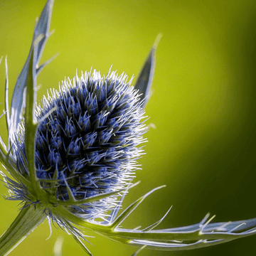 Chardon bleu - Eryngium planum ‘Blaukappe'