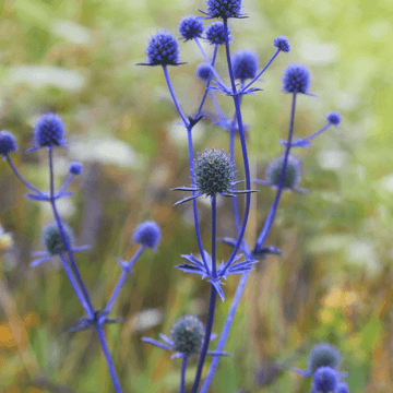 Chardon bleu - Eryngium planum ‘Blaukappe'