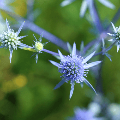 Chardon bleu - Eryngium planum - FLEURANDIE