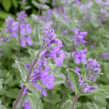 Chataire 'mussinii' - Nepeta 'mussinii'