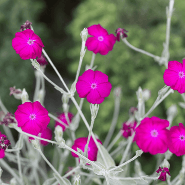 Coquelourde des jardins - Lychnis coronaria