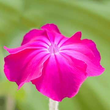 Coquelourde des jardins - Lychnis coronaria