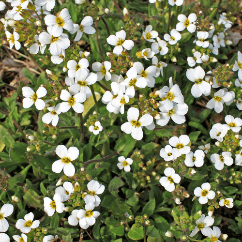 Corbeille d'argent - Arabis caucasica alba - FLEURANDIE