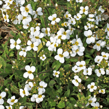Corbeille d'argent - Arabis caucasica alba