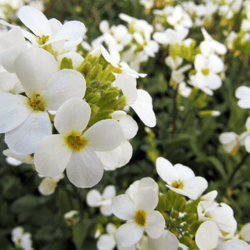 Corbeille d'argent - Arabis caucasica alba