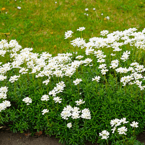 Corbeille d'argent, Thlaspi - Iberis sempervirens - FLEURANDIE