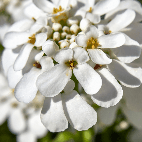 Corbeille d'argent, Thlaspi - Iberis sempervirens - FLEURANDIE