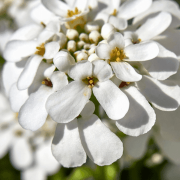 Corbeille d'argent, Thlaspi - Iberis sempervirens