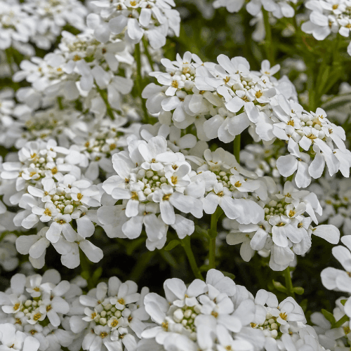 Corbeille d'argent, Thlaspi - Iberis sempervirens - FLEURANDIE