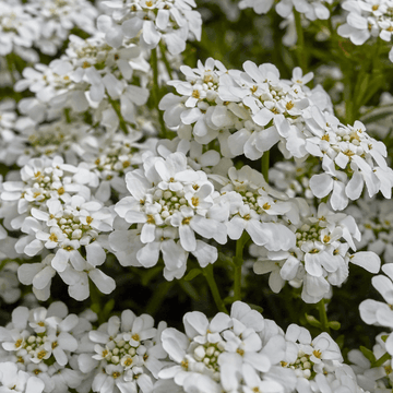 Corbeille d'argent, Thlaspi - Iberis sempervirens