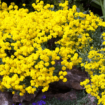 Corbeille d'or - Alyssum saxatile
