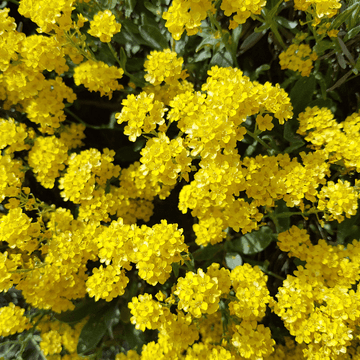 Corbeille d'or - Alyssum saxatile