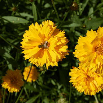 Coréopsis à grandes fleurs 'Sonnenkind' - Coreopsis grandiflora 'Sonnenkind'