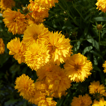 Coréopsis à grandes fleurs 'Sonnenkind' - Coreopsis grandiflora 'Sonnenkind'