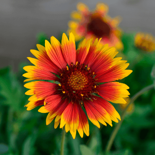 Gaillarde vivace 'Mesa Bright Color' - Gaillardia aristata 'Mesa Bright Color' - FLEURANDIE