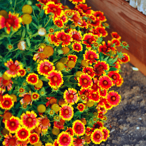 Gaillarde vivace 'Mesa Bright Color' - Gaillardia aristata 'Mesa Bright Color' - FLEURANDIE
