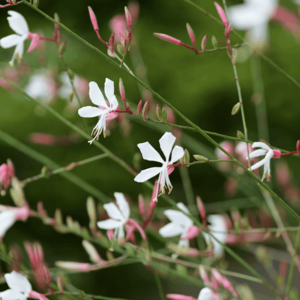 Gaura de lindheimer 'Short Form' - Gaura lindheimeri 'Short Form' - FLEURANDIE