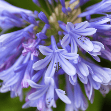 L'Agapanthe Africaine bleue - Agapanthus Africanus (Umbellatus) Bleue