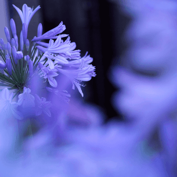 L'Agapanthe Africaine bleue - Agapanthus Africanus (Umbellatus) Bleue
