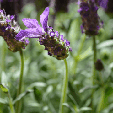 Lavande papillon rose - Lavandula stoechas 'pedunculata'