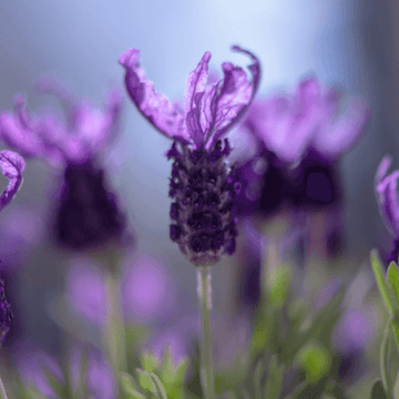 Lavande papillon rose - Lavandula stoechas 'pedunculata'