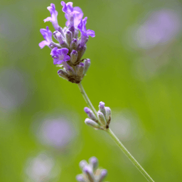 Lavande vraie 'Munstead' - Lavandula angustifolia 'Munstead'