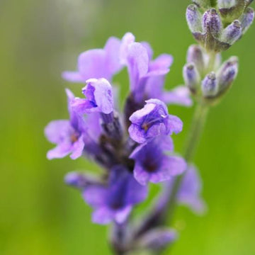 Lavande vraie 'Munstead' - Lavandula angustifolia 'Munstead'