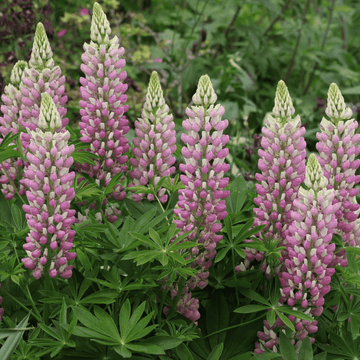 Lupin 'la chatelaine'- Lupinus 'la chatelaine'