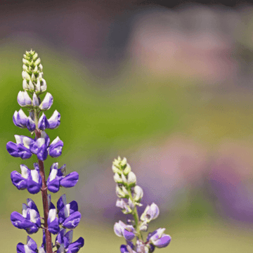 Lupin 'le gentilhomme' - Lupinus 'le gentilhomme'