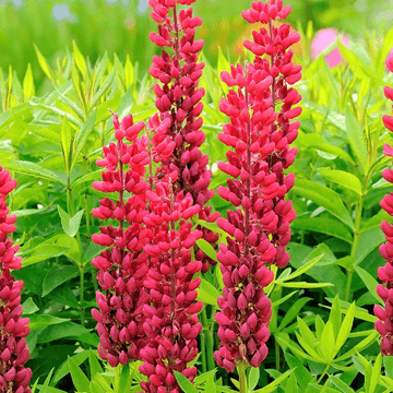 Lupin 'mon château' - Lupinus 'mon château'