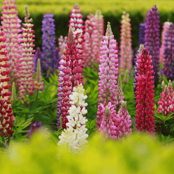 Lupinus 'russel' - Lupin polyphyllus 'russel'