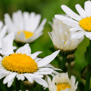 Marguerite 'Etoile d'Anvers' - Leucanthemum 'Etoile d'Anvers'